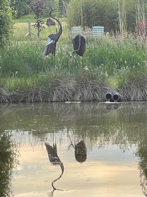 Pair Of Goliath Crested Cranes
