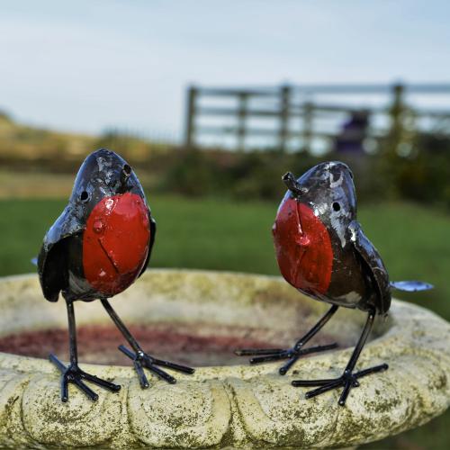 Pair Of Robins